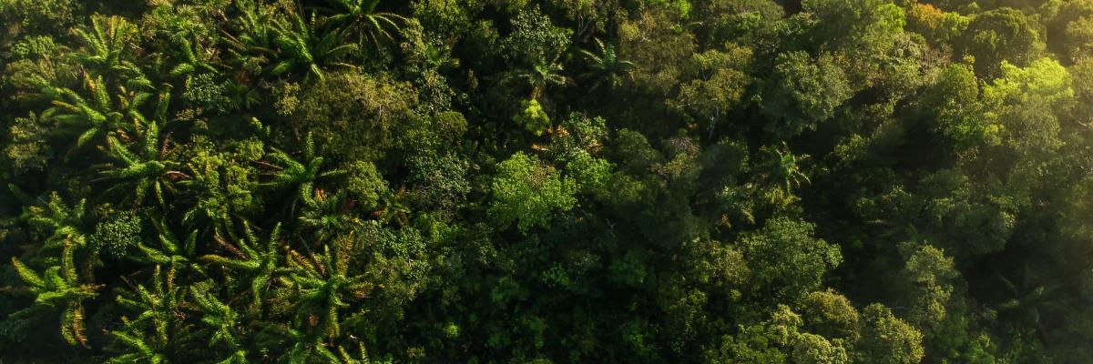 Brazil Climate Futures